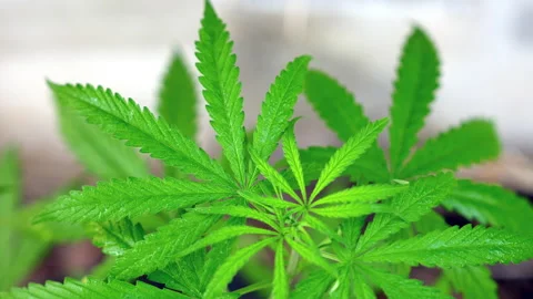 Close-up of marijuana leaf, marijuana plant and sunlight Vídeos de archivo 231093399