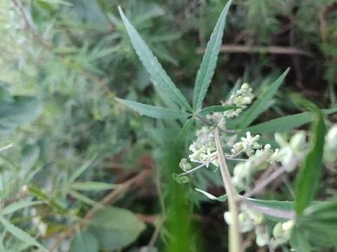 Close up Marijuana Leaf Stock Photos