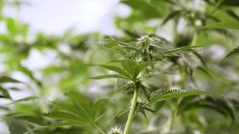 Close up of Marijuana plant. 動画素材 88034580