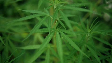 Close up of marijuana plant Video stock 133174401