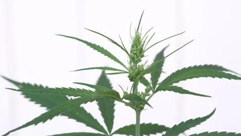Close-up of marijuana plant on a white background. Stock Footage 288826648