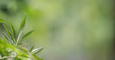 Close Up of Marijuana Within Fencing Stock Footage 76478024