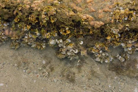 Close up of marine algae and barnacles growing on coastal rock in Greece Stock Photos