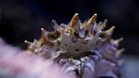 Close-up of a marine crab with spiky shell as it is gently touched by a human Stock Footage 335088685