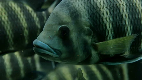 Close-up marine fish with large lips, of the family Perciformes Stock Footage 128396507