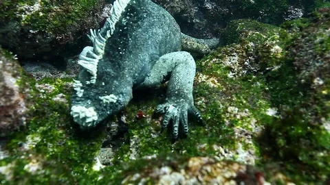 Close-up Marine Iguana gnaws algae underwater ocean. 스톡 동영상 110938029