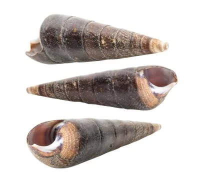 Close up Marine sea shell isolated Stock Photos