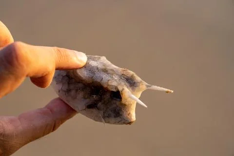 Close up marine shell with spikes on sandy beach krabi Foto stock