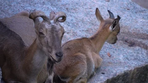 Close up of a Markhor goat Stock Footage 266675695