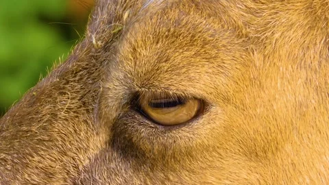 Close up of a Markhor goat Stock Footage 310145212