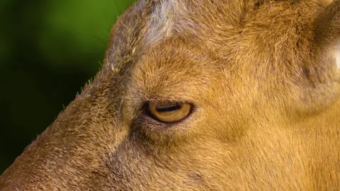 Close up of a Markhor goat Stock Footage 310145216