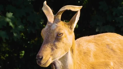 Close up of a Markhor goat Stock Footage 310147962