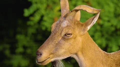 Close up of a Markhor goat Stock Footage 310148106