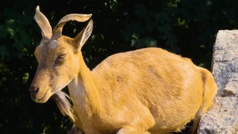 Close up of a Markhor goat Stock Footage 310148207