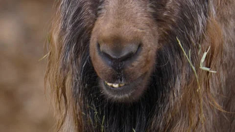 Close up of markhor goat head Stock Footage 135522399