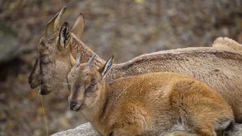 Close up of markhor goat young Stock Footage 258085036