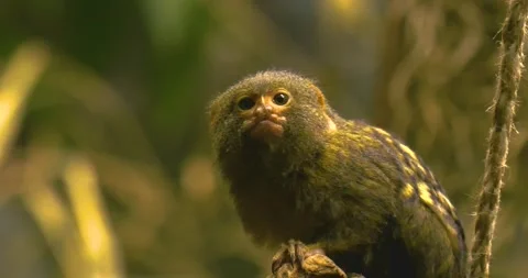 Close up of a marmoset Stock Footage 134913352