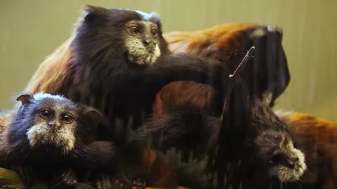 Close up of a Marmoset Stock Footage 238894455