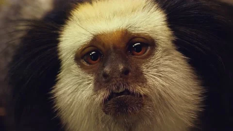Close up of marmoset Stock Footage 238953243