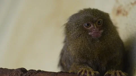 Close up of a Marmoset Stock Footage 263897101