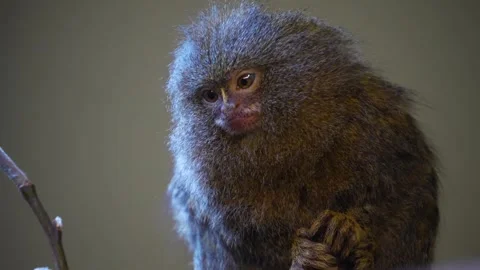 Close up of a Marmoset Stock Footage 270660683