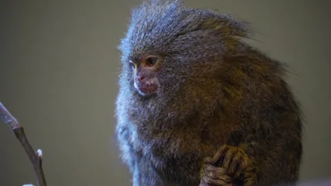 Close up of a Marmoset  Stock Footage 270896634