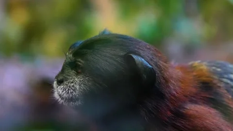 Close up of marmoset head  Stock Footage 255010528