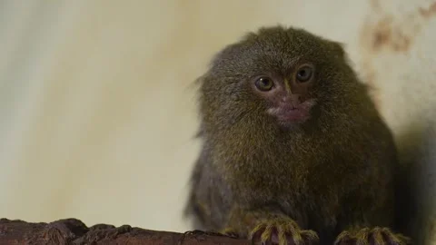 Close up of marmoset monkey  Stock Footage 263600912