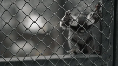 A close-up of a marmoset monkey Stock Footage 267030855