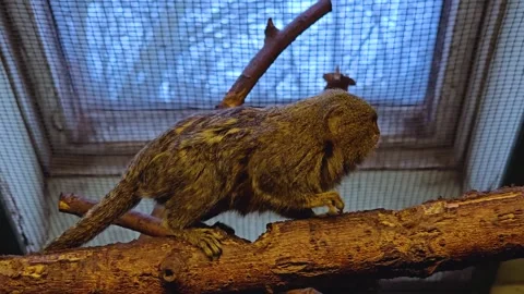 Close up of marmoset monkey  walking Stock Footage 263675940