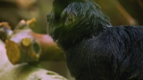 Close up of a marmoset Tamarin Stock Footage 244334833
