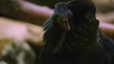 Close up of marmoset Tamarin  Stock Footage 244548596