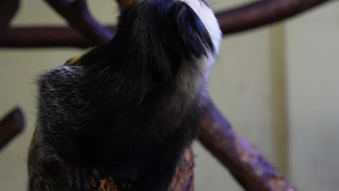 Close up of marmoset Tamarin  Stock Footage 270928934