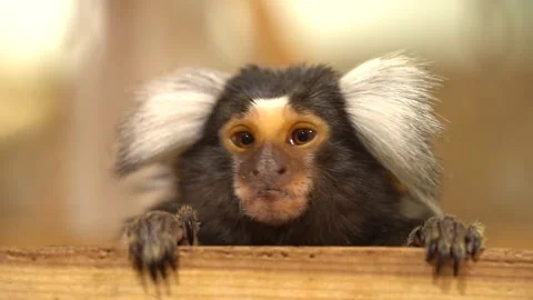 Close up of marmosets monkey. Slow motion Stock Footage 256209578