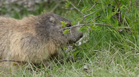 Close-up of marmot eating leaf 4K Stock Footage 63037473