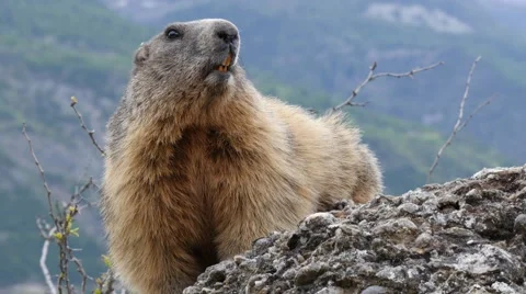 Close-up of marmot on rock 4K Stock Footage 63037510