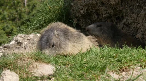 Close-up of marmots eating grass 4K Video stock 63037533