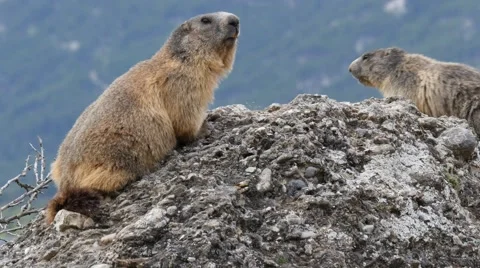 Close-up of marmots on rock 4K Stock Footage 63037566