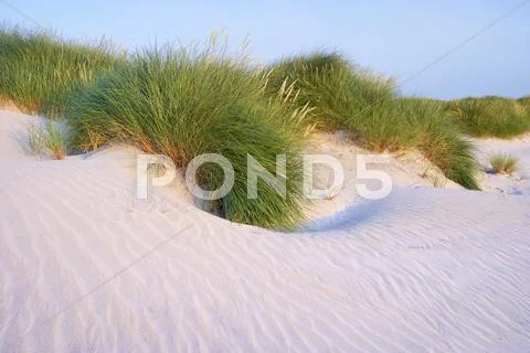 Close-Up Of Marram Grass On Sand Dunes, Isle Of Harris, Outer Hebrides, Scotland