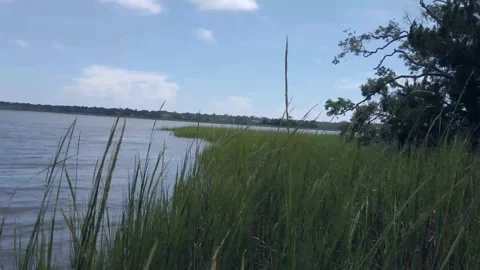 Close-up of Marsh Grass Pan to Water from Boat in Charleston, SC Stockbeeldmateriaal 207818060