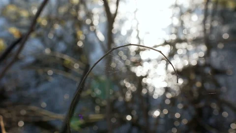Close-up of marsh grass stems covered in spiderweb Video stock 104840856