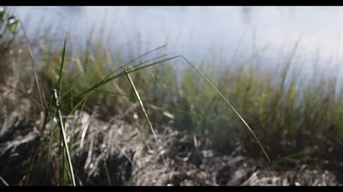 Close-up of Marsh Grass On Water Stock Footage 321322080