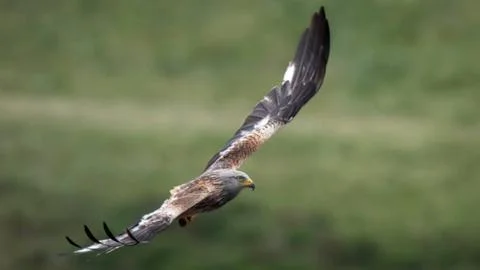 Close up of Marsh Harrier in the wild Stock Photos