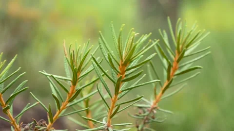Close up of Marsh Labrador tea in their natural habitat. 스톡 동영상 288122462