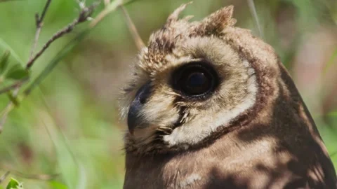 Close up of marsh owl's head as it scans grasslands for prey in Africa Stock Footage 252378174