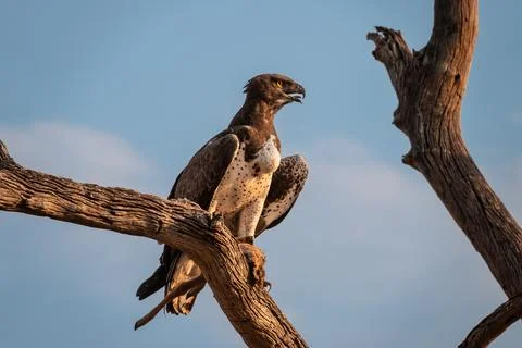 Close Up of a Marshall Eagle on a branch with the carcass of a small antelo.. Stock Photos