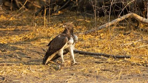 Close Up of a Marshall Eagle on the ground with the carcass of a small ante.. Stock Photos