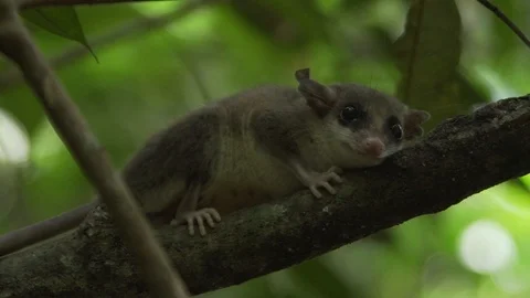 Close up of a MARSUPIAL moving to the right of the frame Stock Footage 86768136