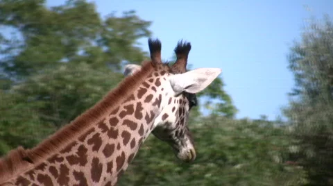 Close-up of a Masai Giraffe casually walking around Stock Footage 359626