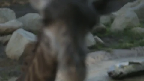 Close up masai giraffe head Stock Footage 78032395